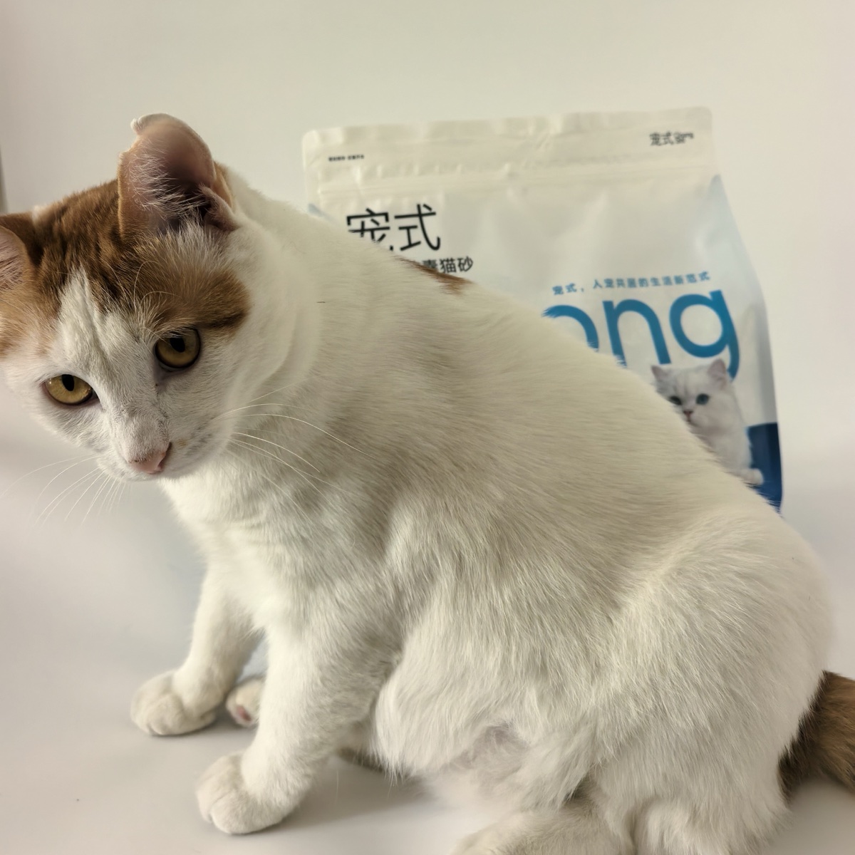 一只白底橘斑猫坐在宠式胶囊猫砂 5L 包装袋旁